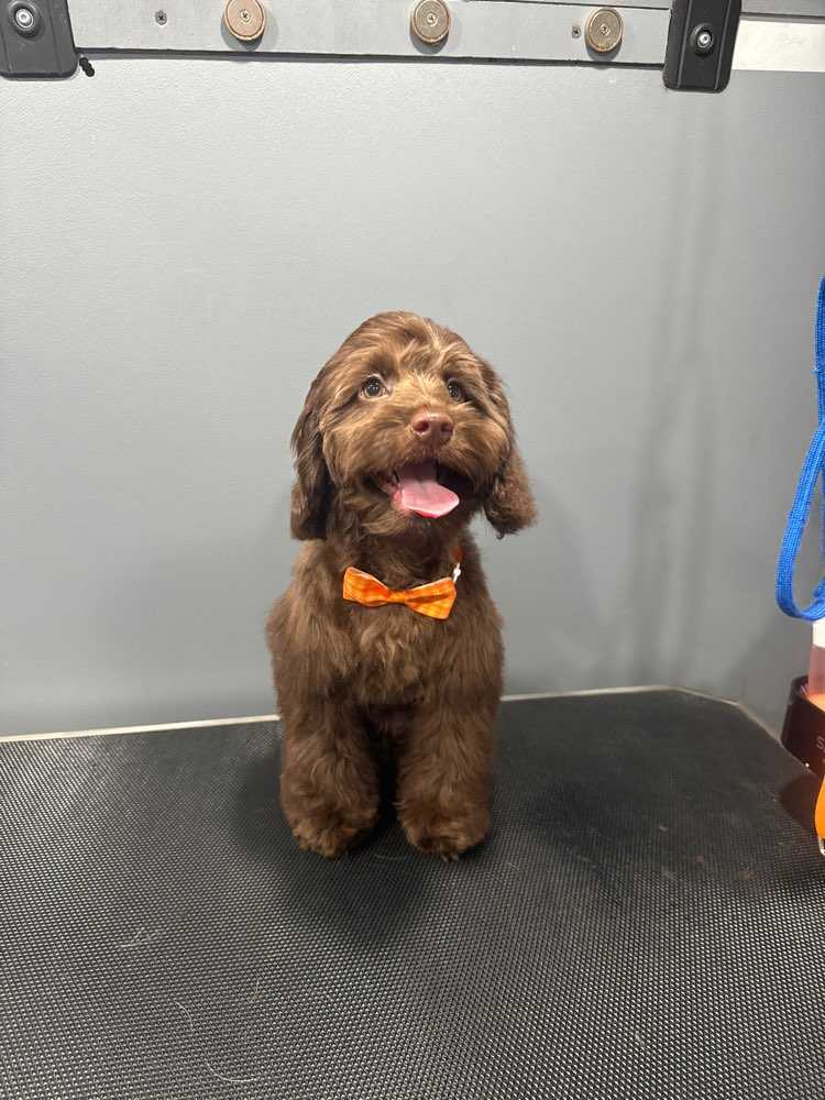 Cocoa