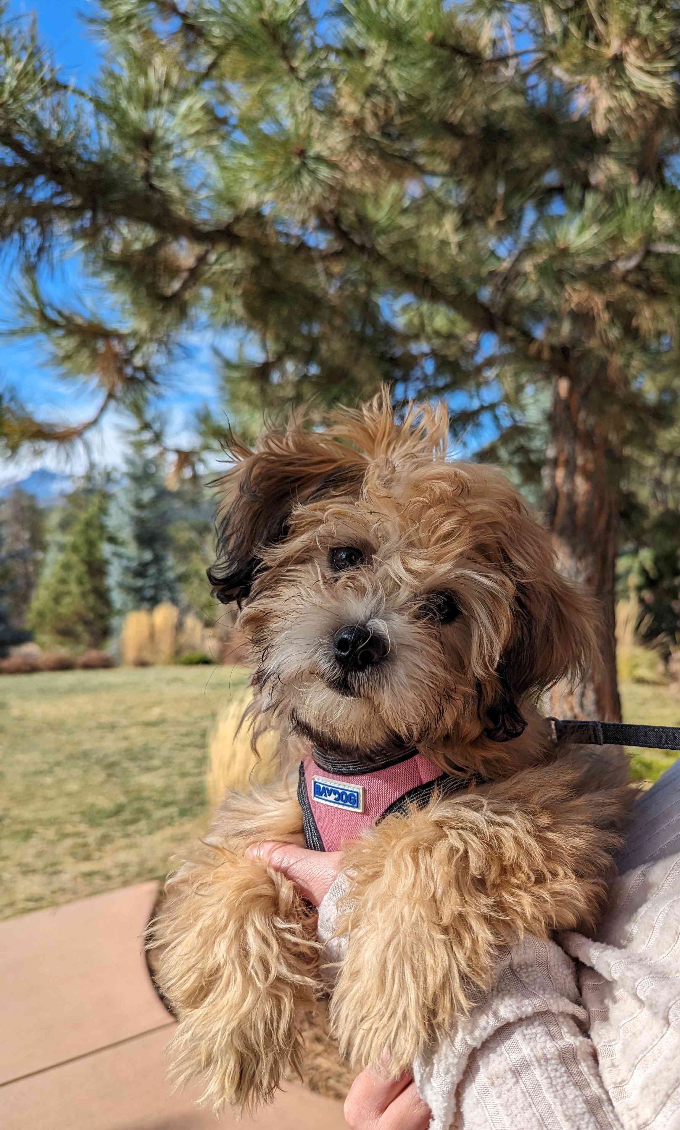Ziva 