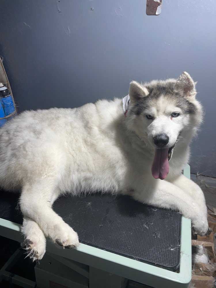 Igor