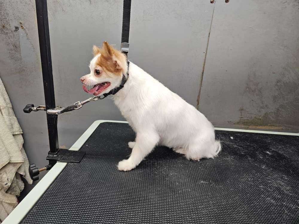 Pet
