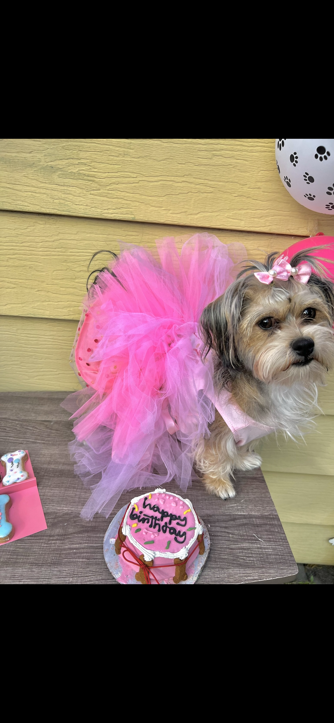 Dog Pet Photo