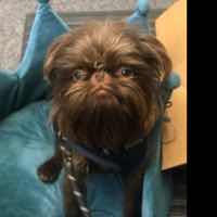 Dog Pet Photo