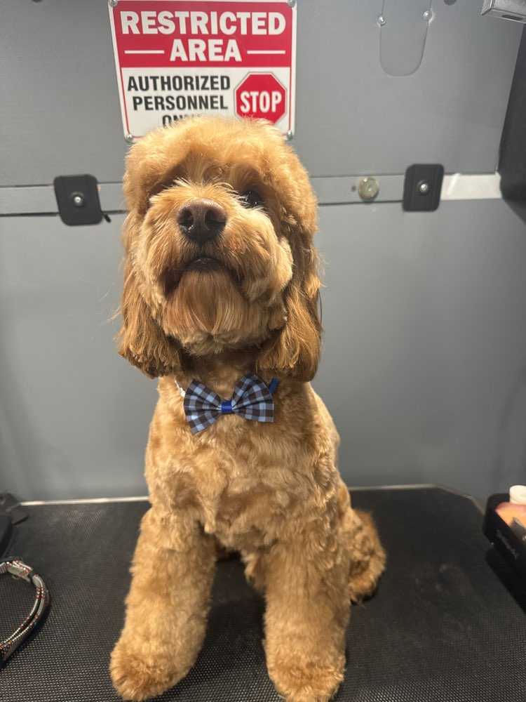 Buster