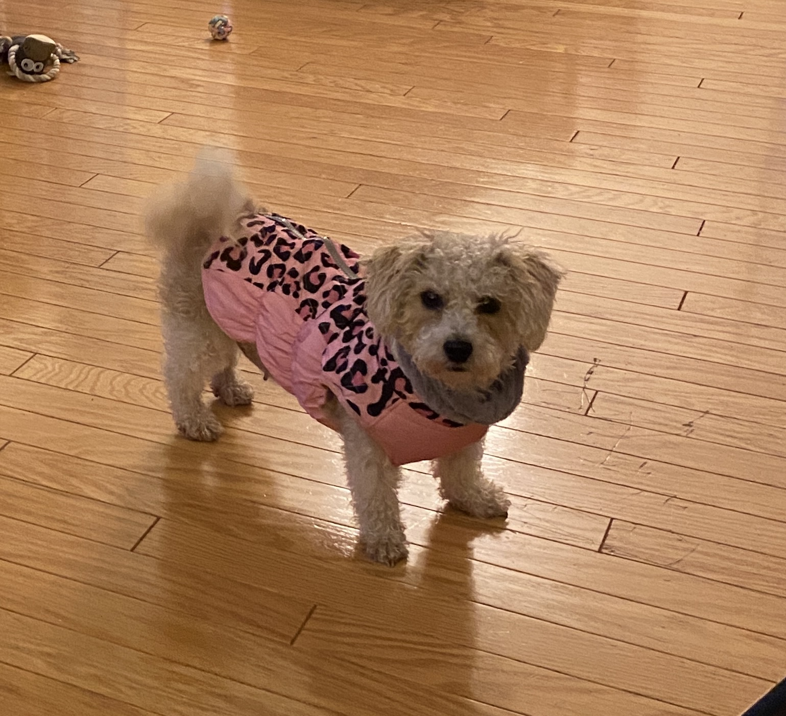 Bella