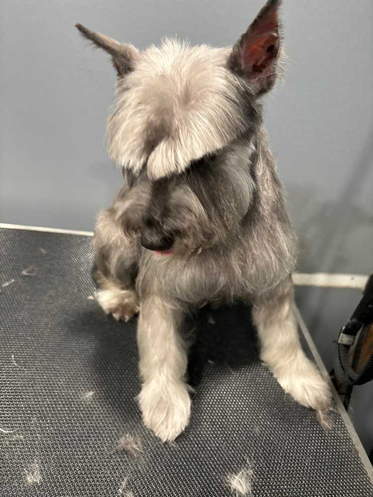 Koko