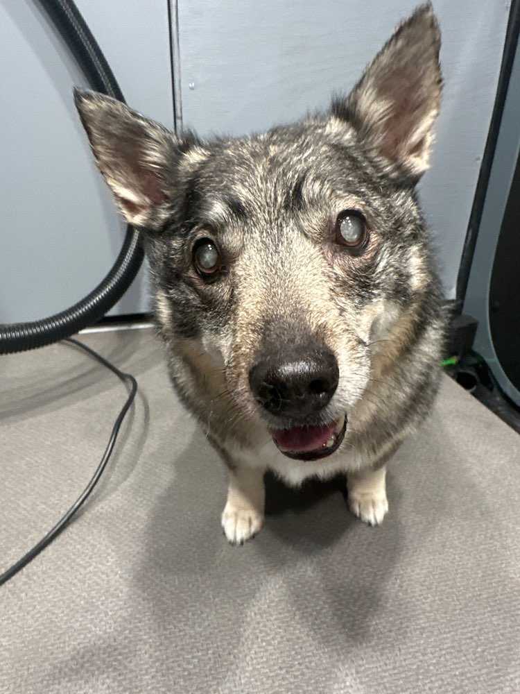 Dog Pet Photo