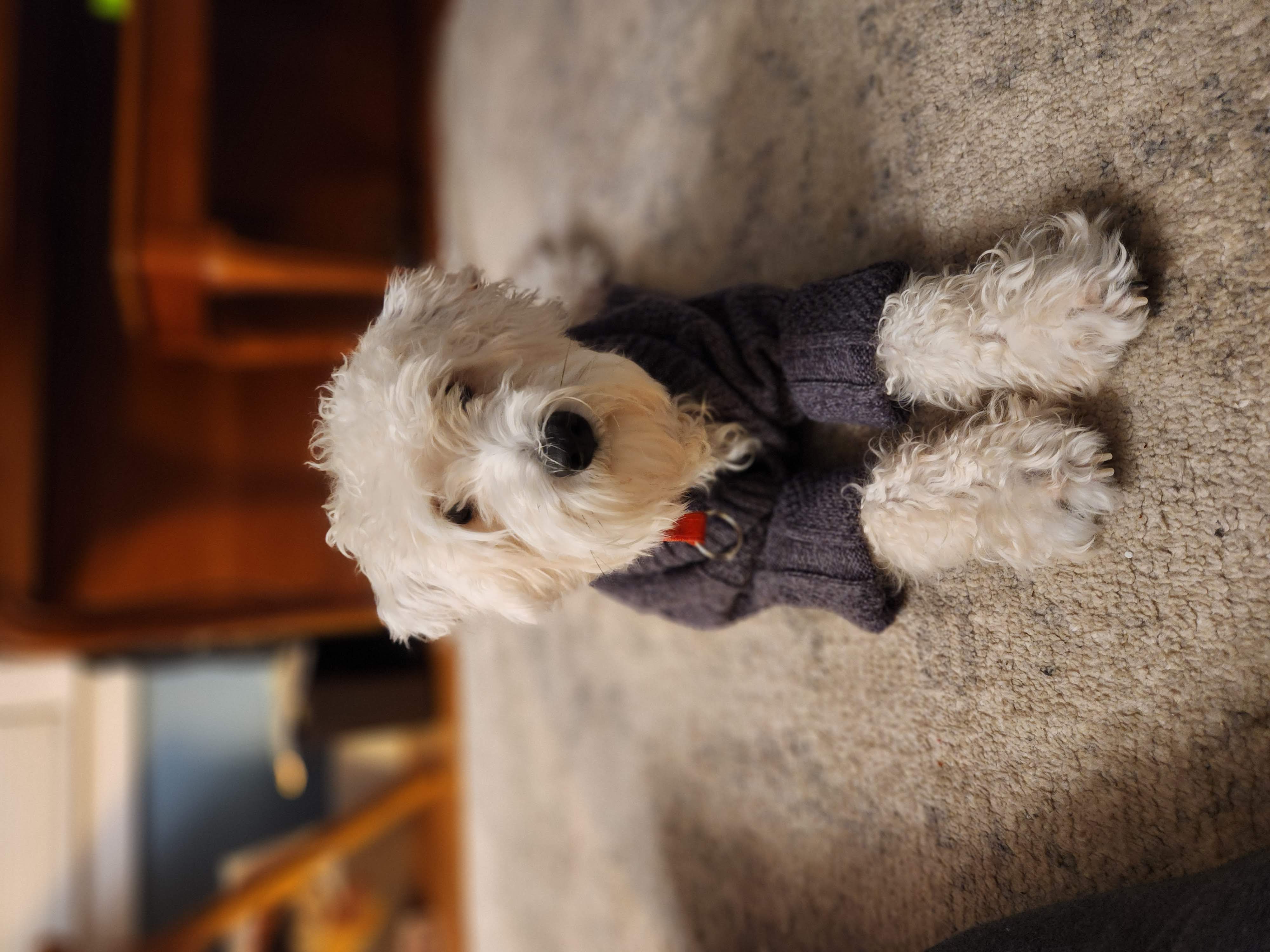 Dog Pet Photo