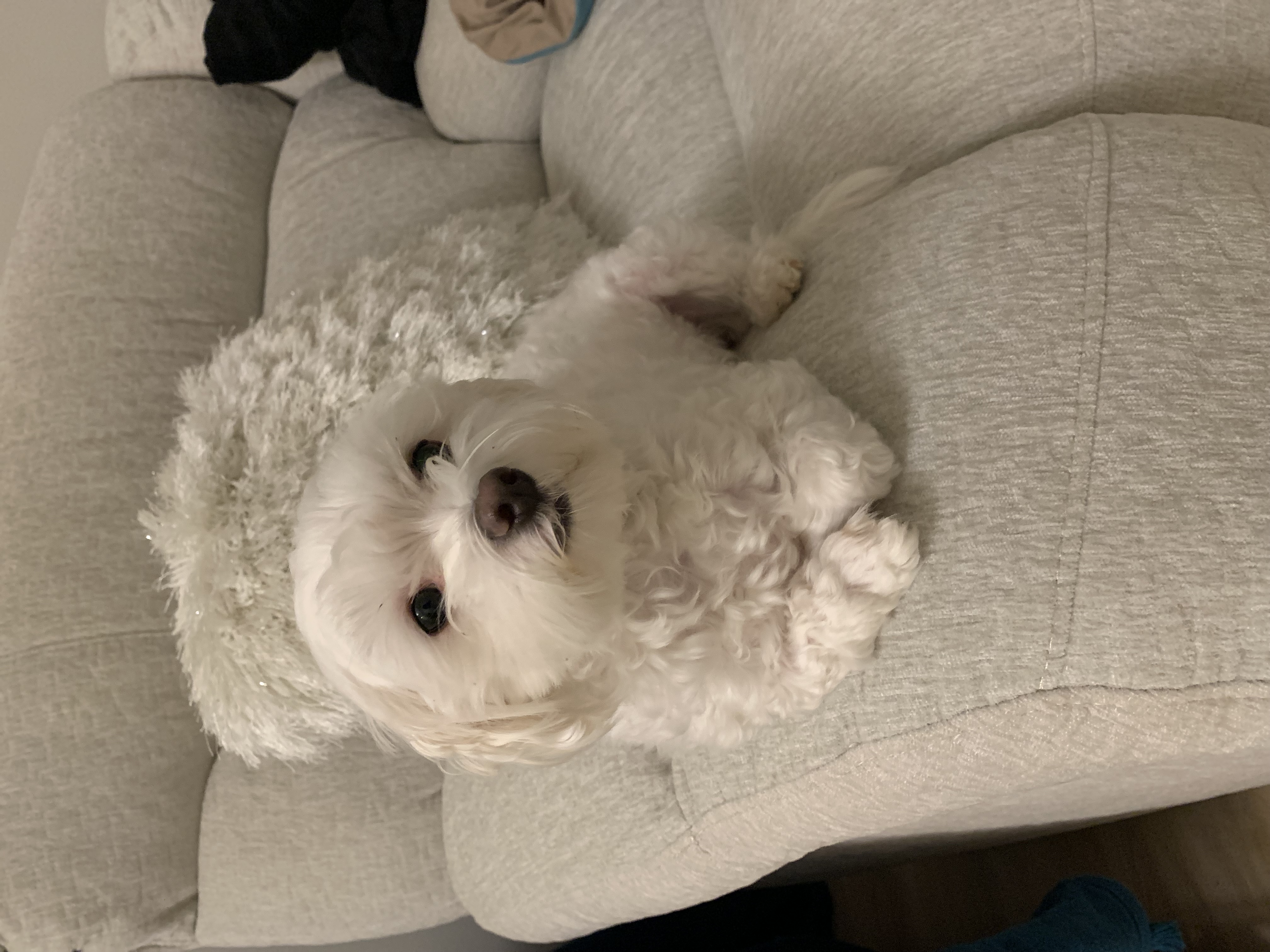 Dog Pet Photo