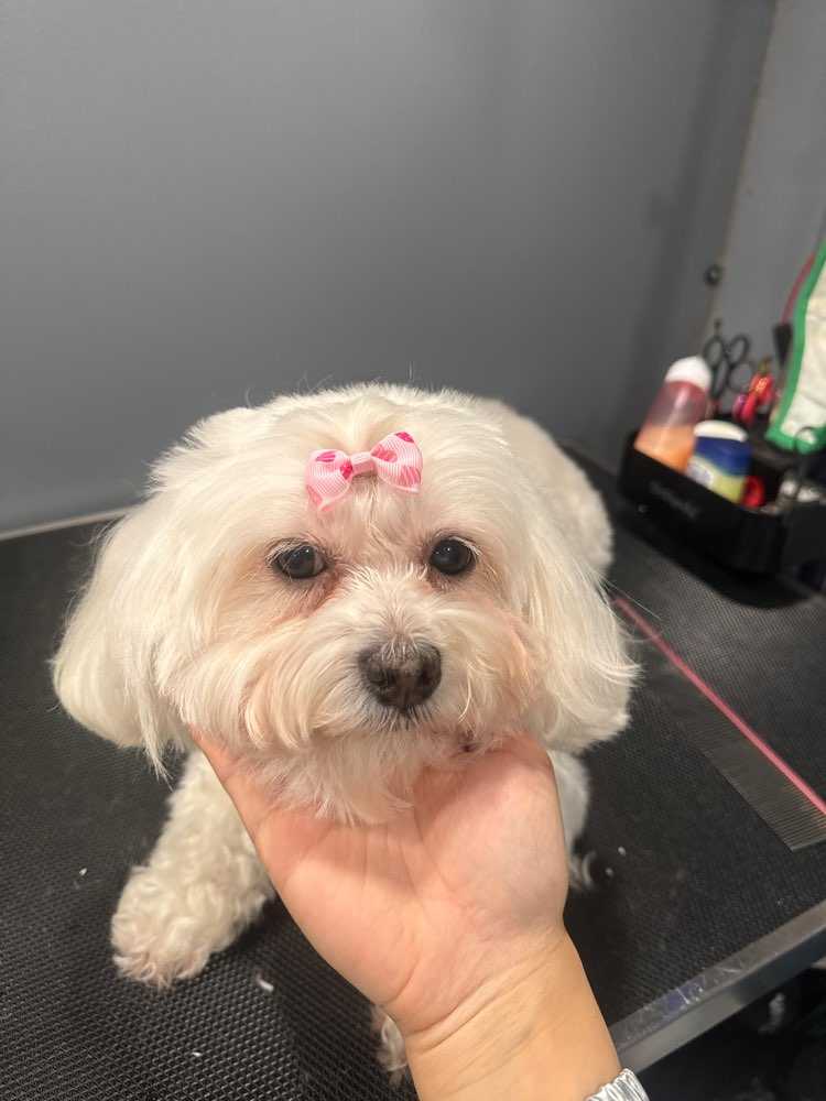 Lily