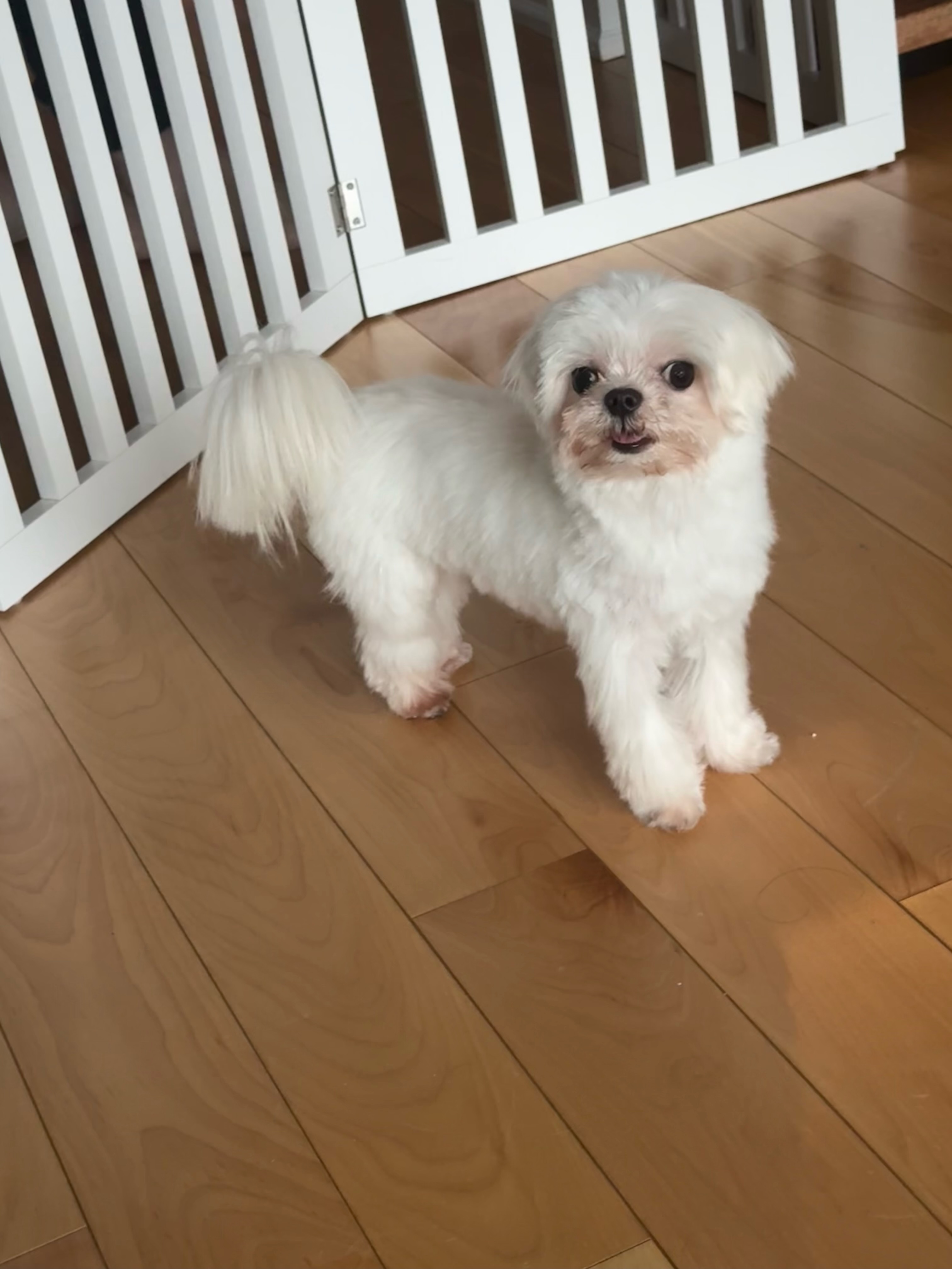 Pet