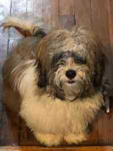 Cooper