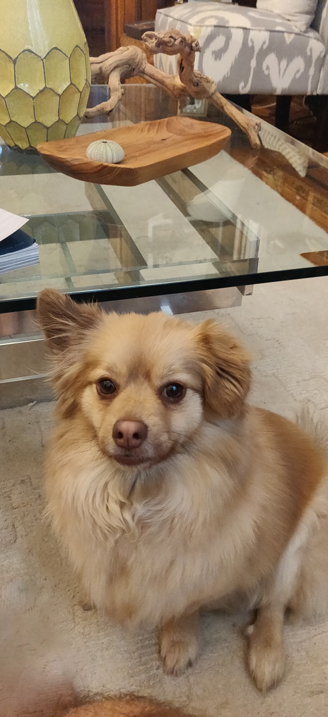 Pet