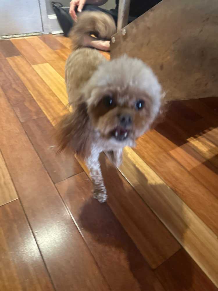 Dog Pet Photo