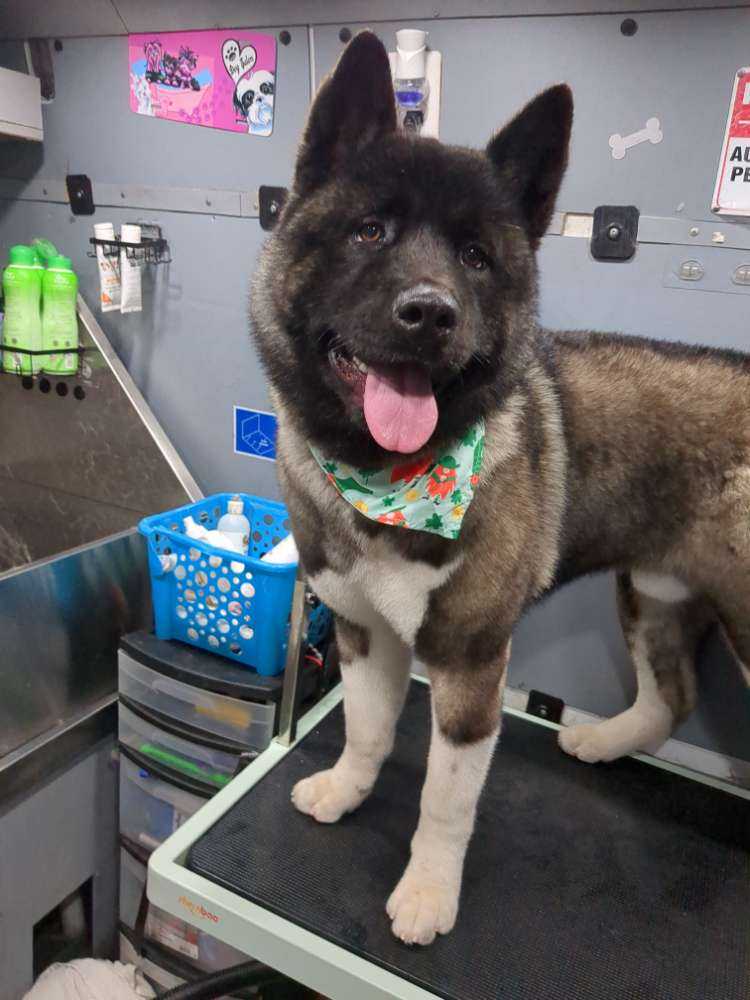 Bear
