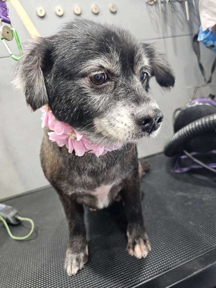 Daisy