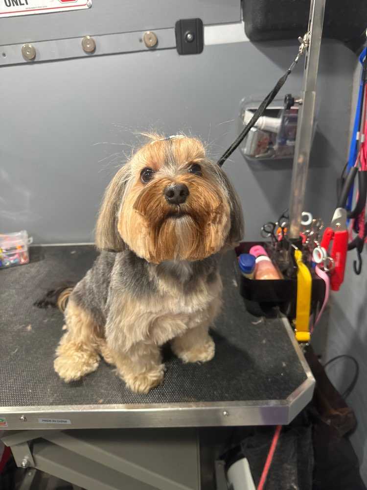 Bella
