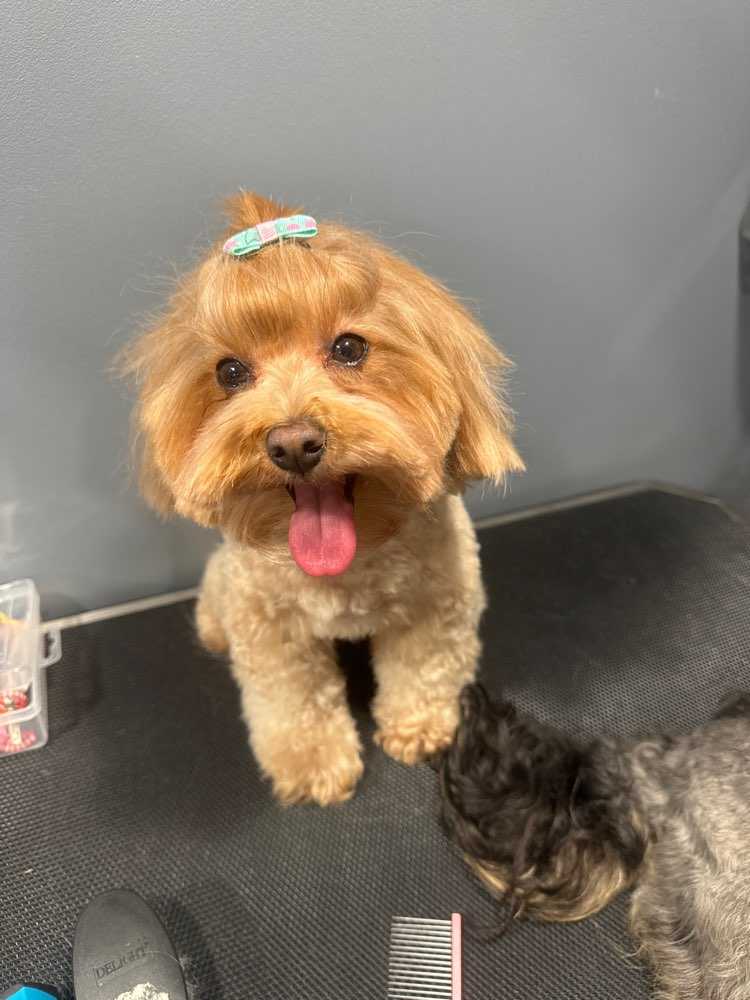 Hailey