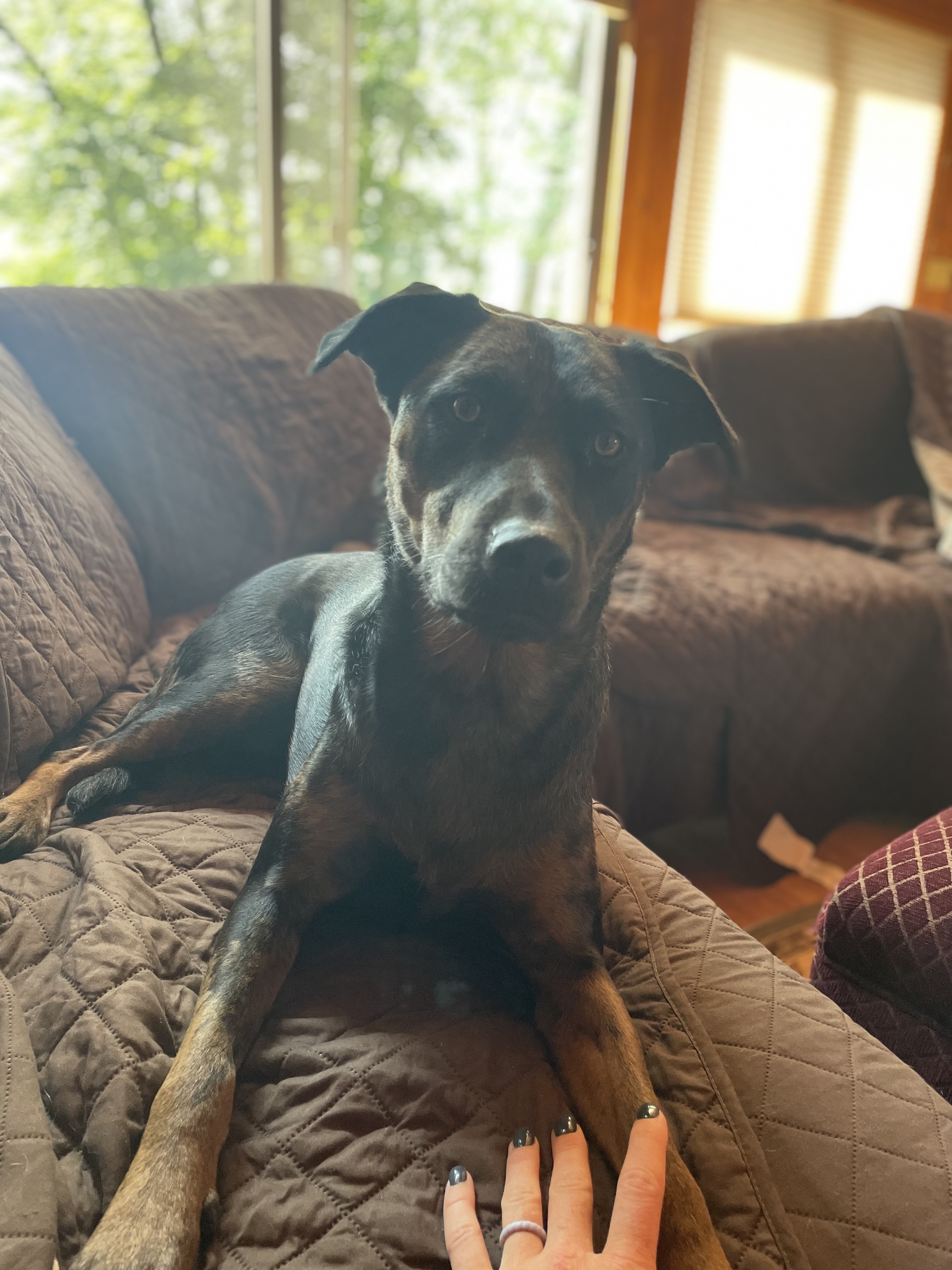 Nala