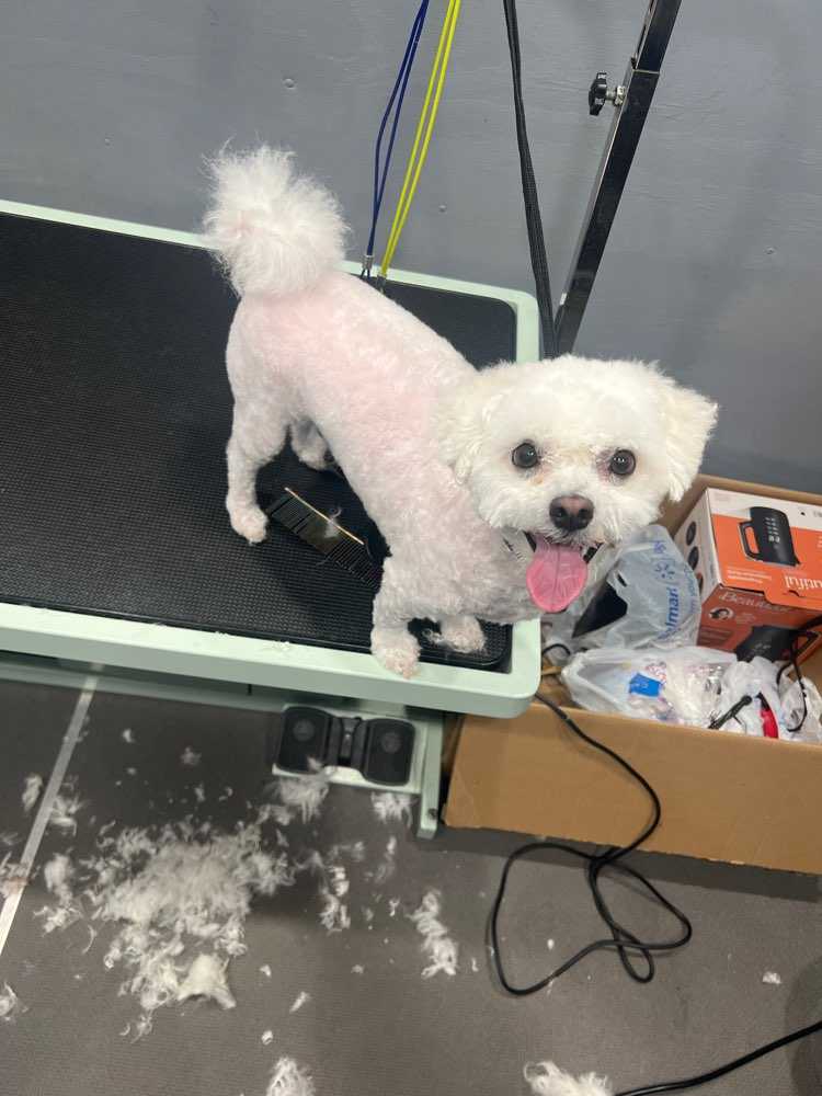 Enzo 