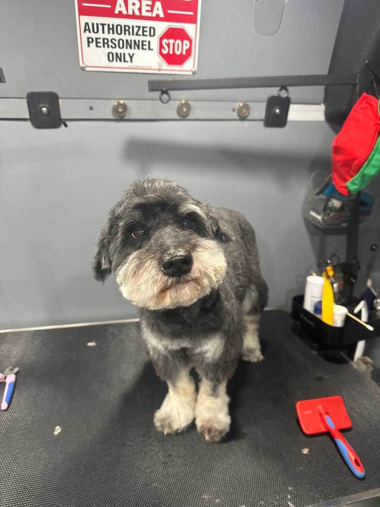 Doogie