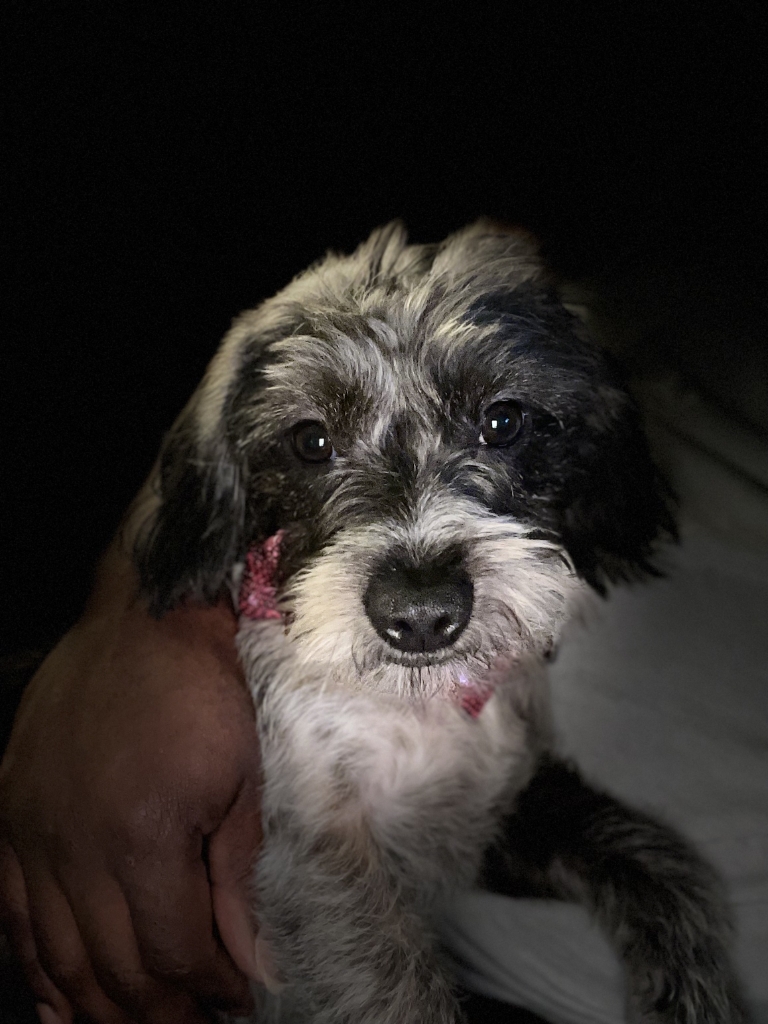 Dog Pet Photo