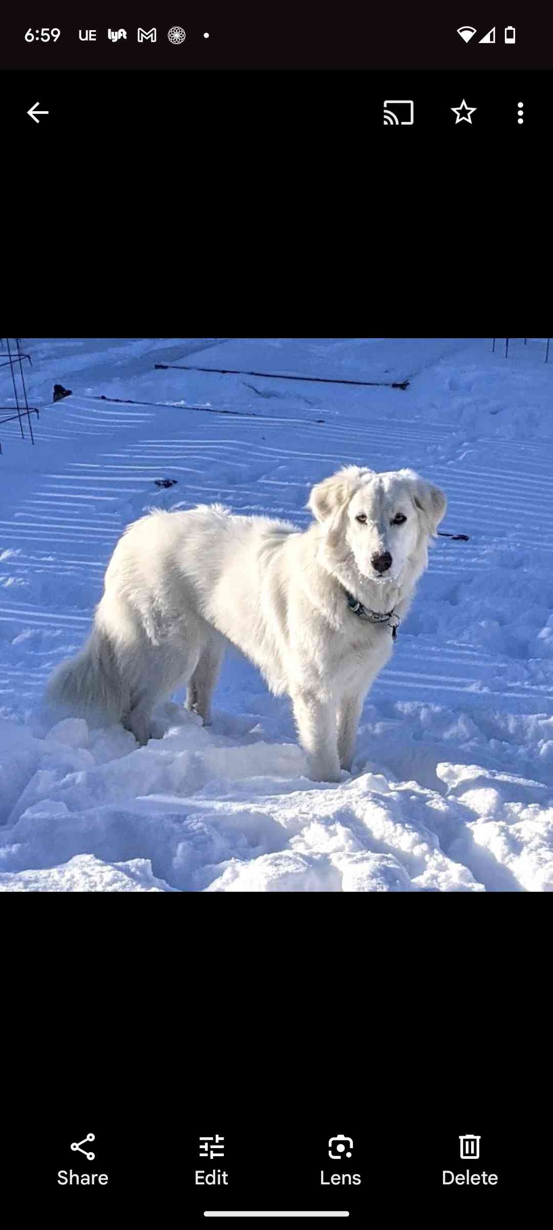 Dog Pet Photo