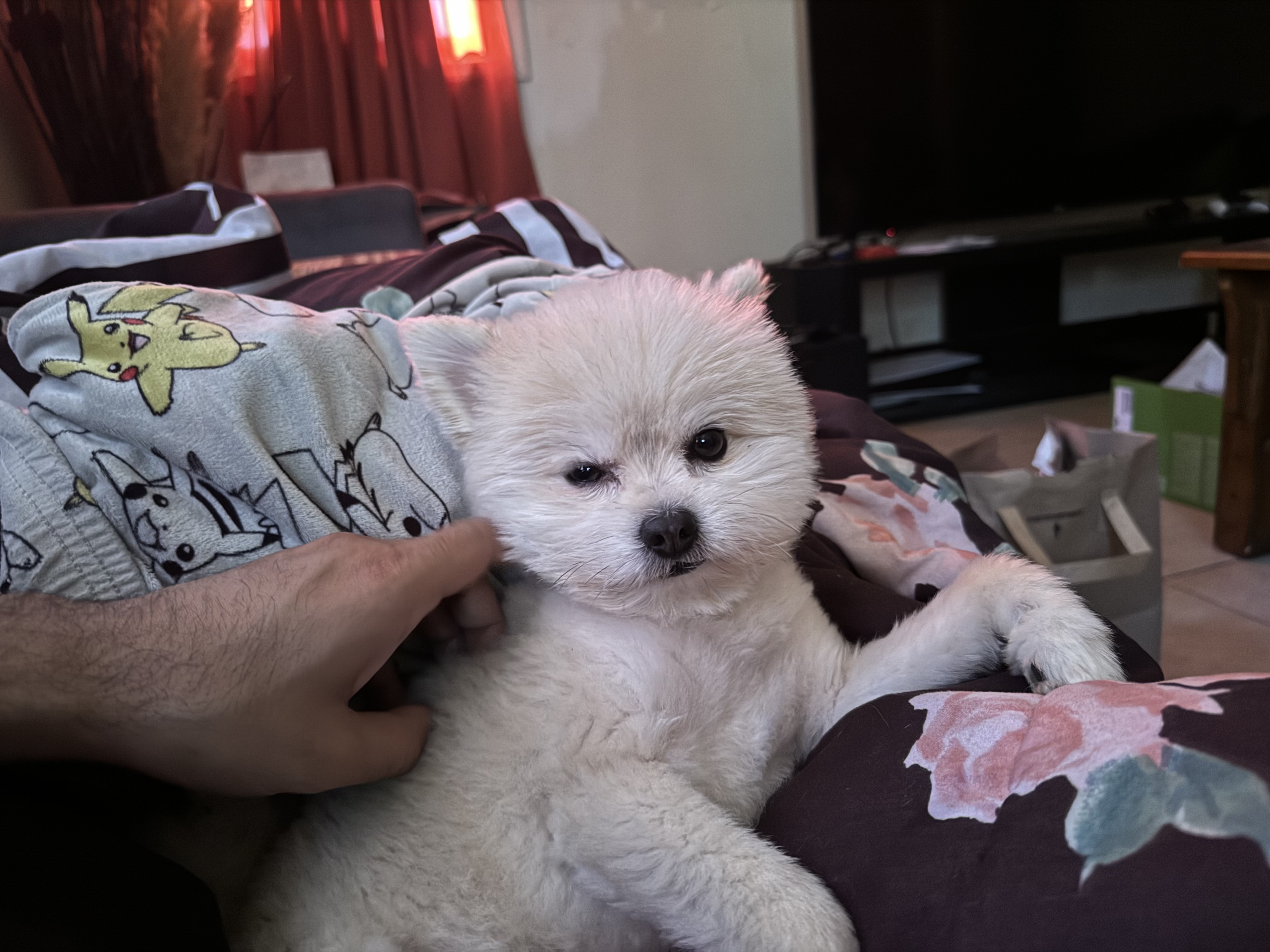 Oso