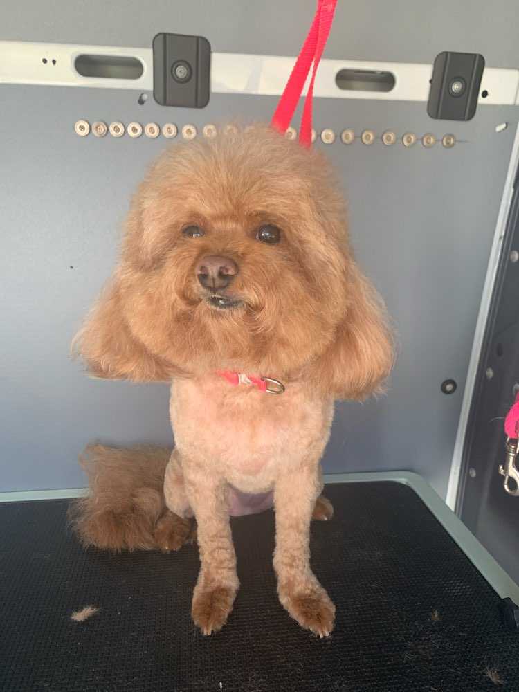 Pet