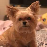 Pet