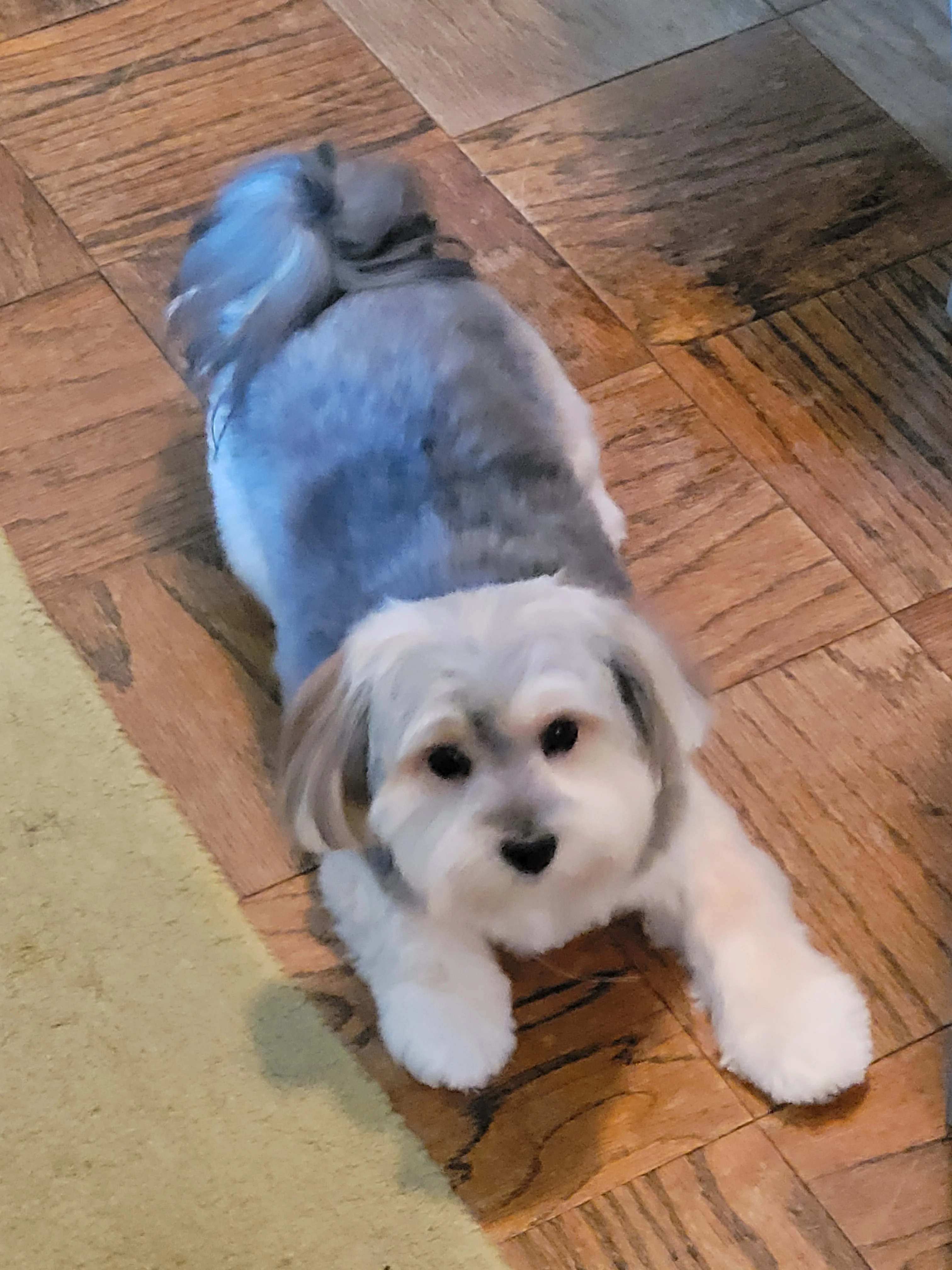 Daisy