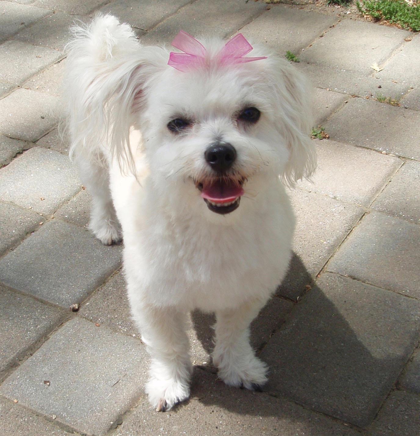 Daisy