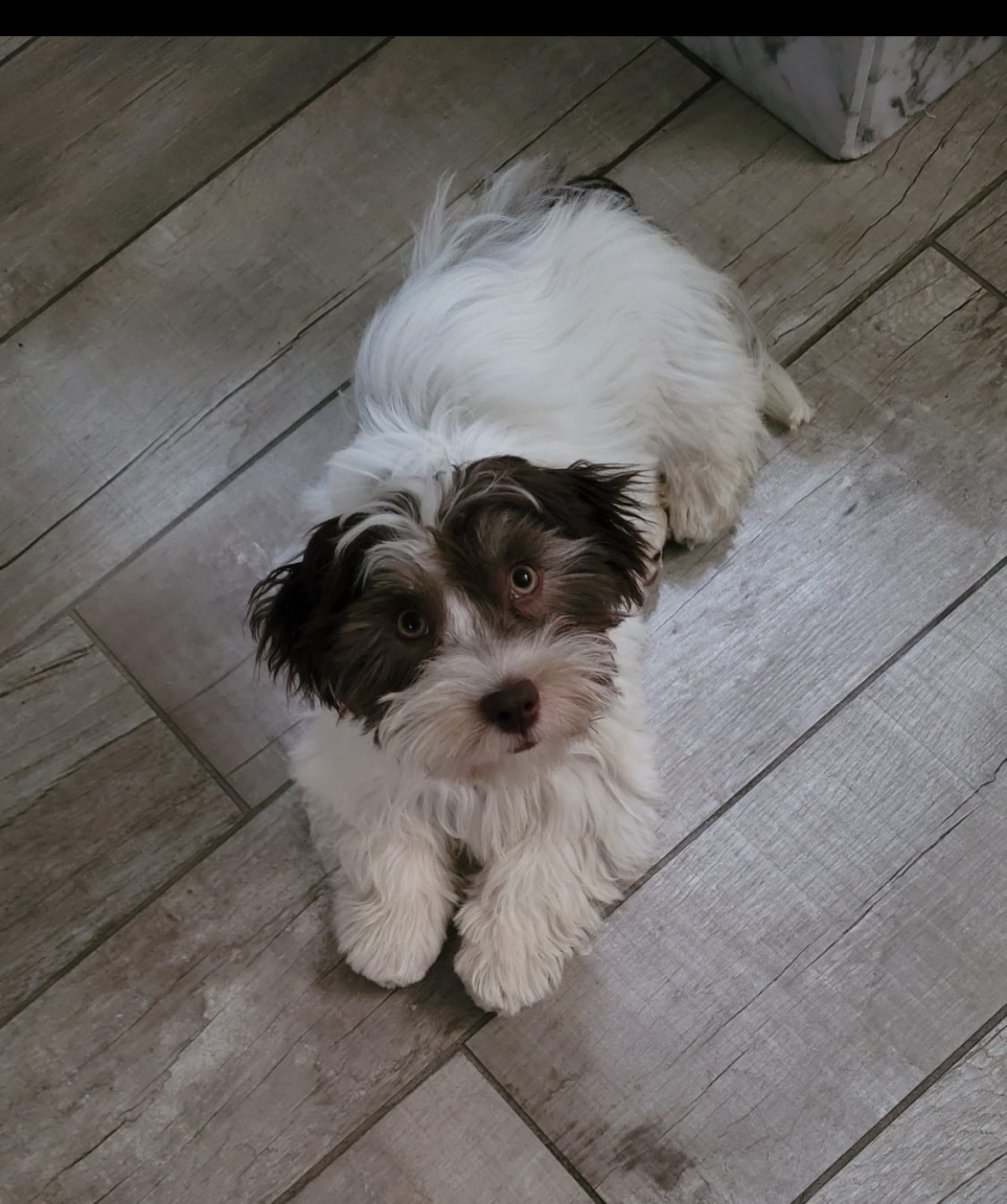 Bowie