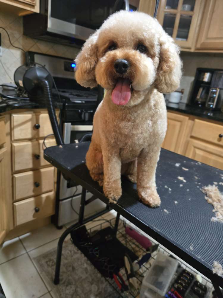 Pet