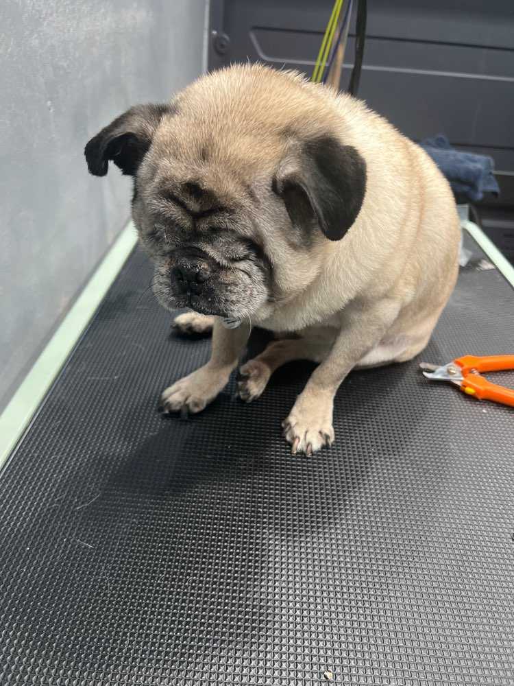 Frankie