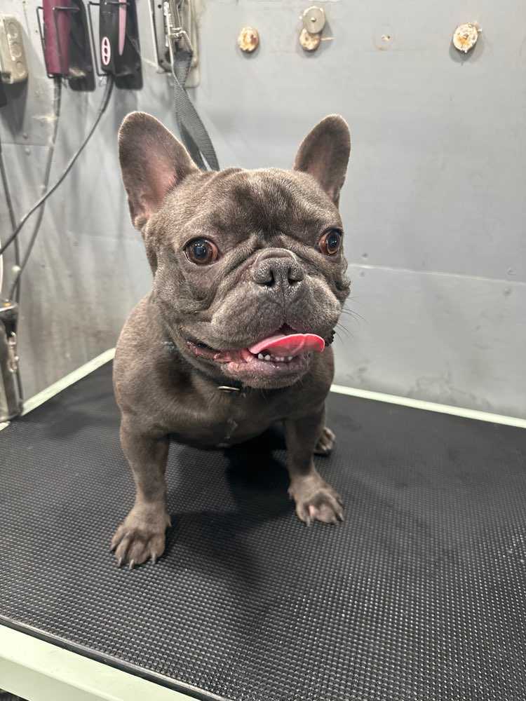 Dog Pet Photo