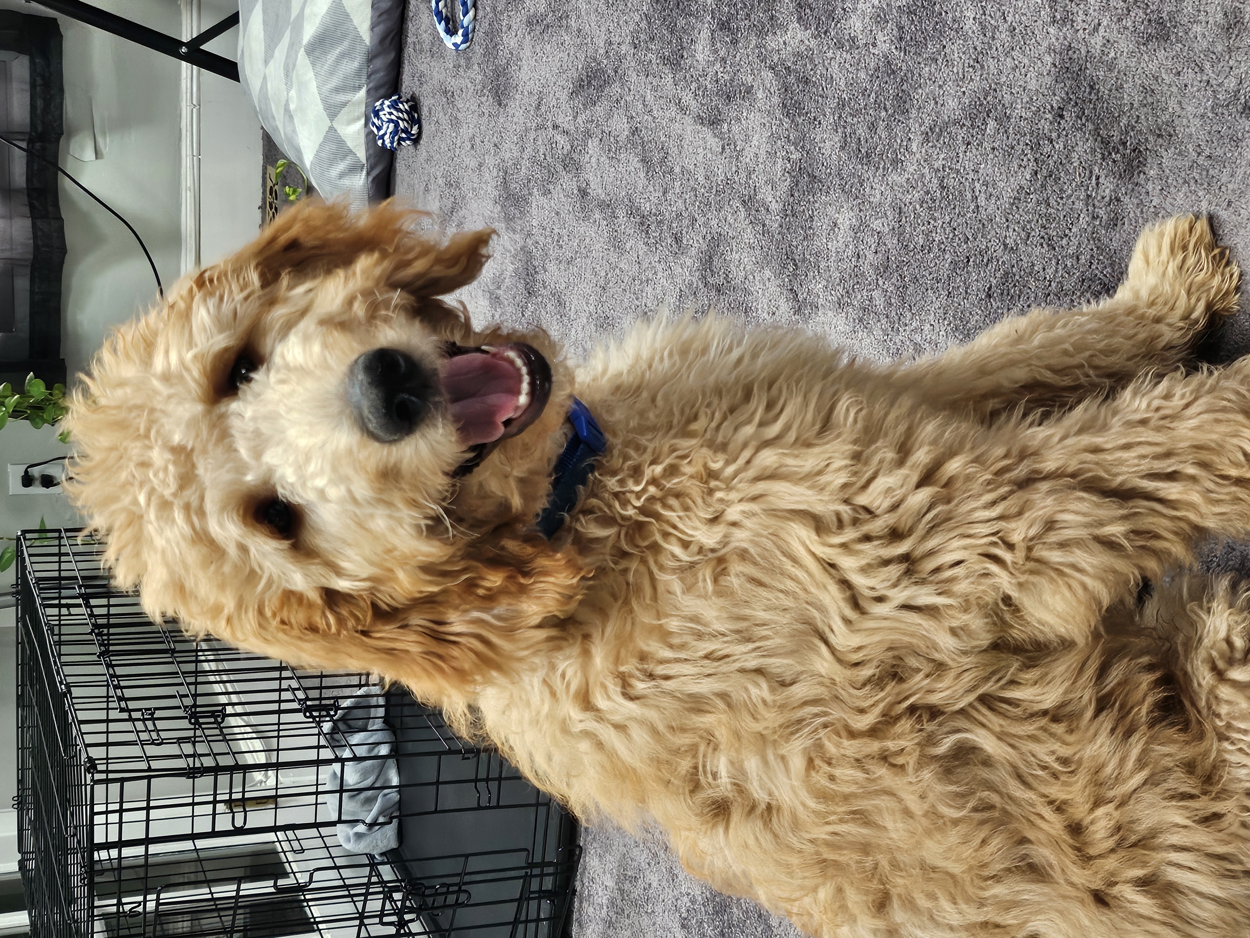 Dog Pet Photo