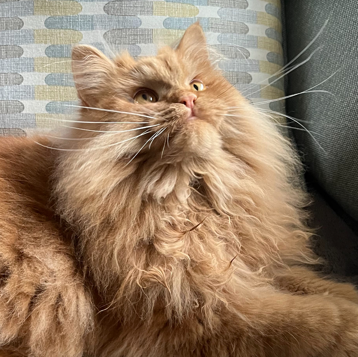 Fizzgig