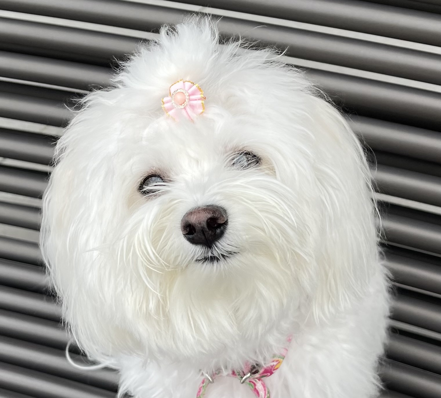 Blossom