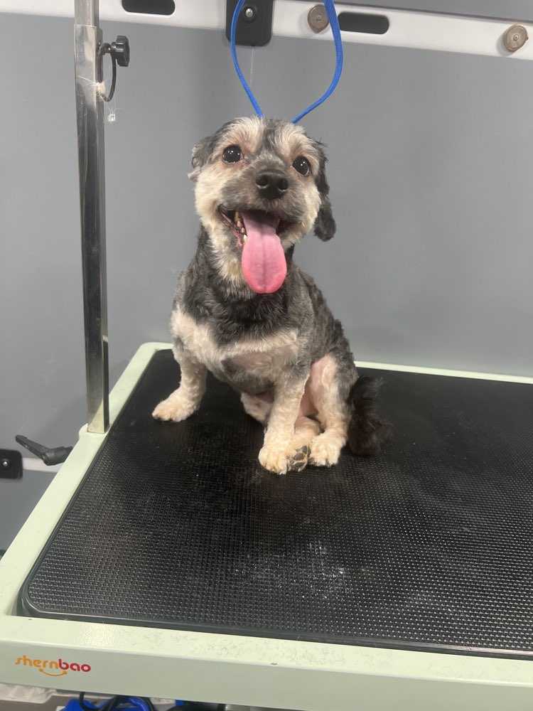 Dog Pet Photo