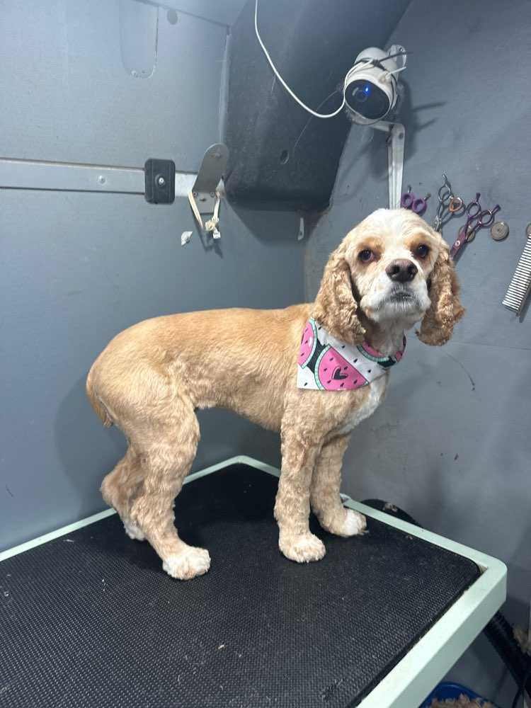 Daisy