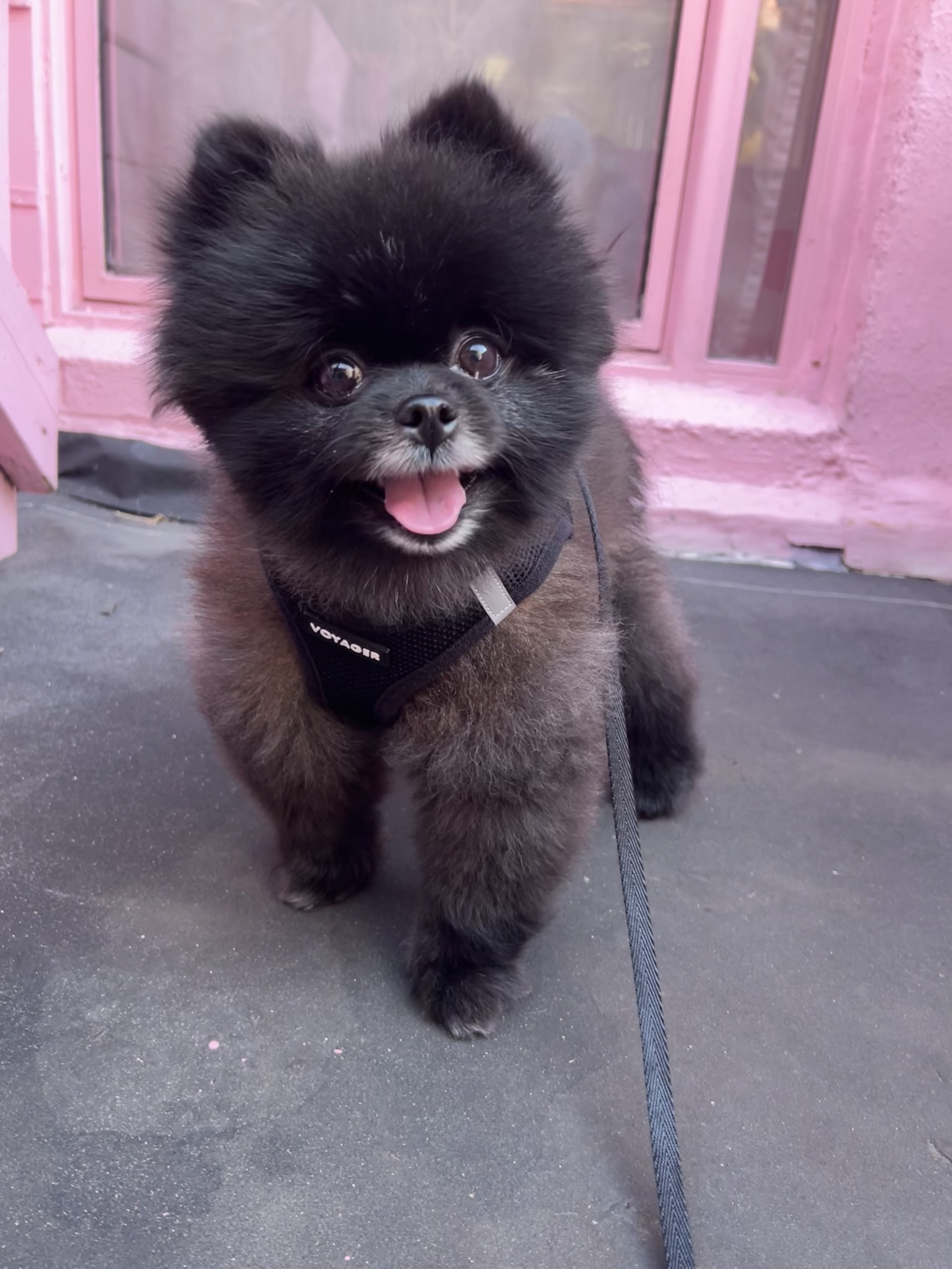 Dog Pet Photo