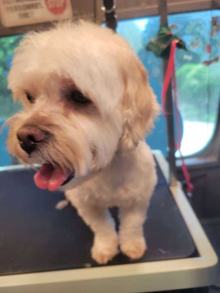 Dolly