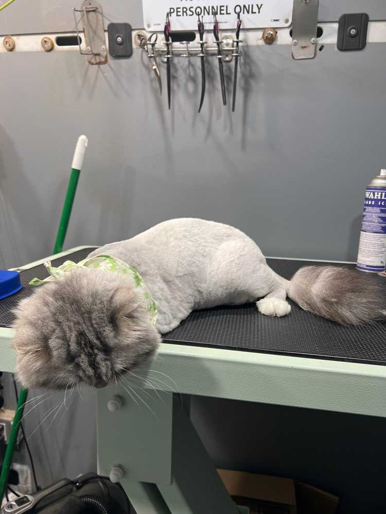 Orville