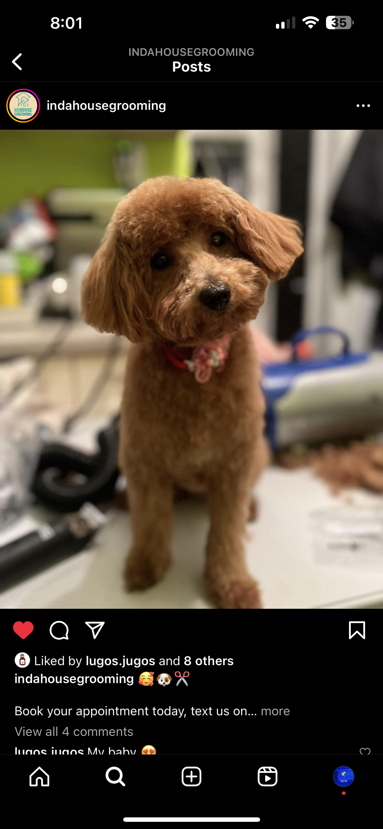 Dog Pet Photo