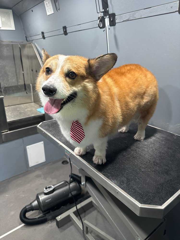 Cookie
