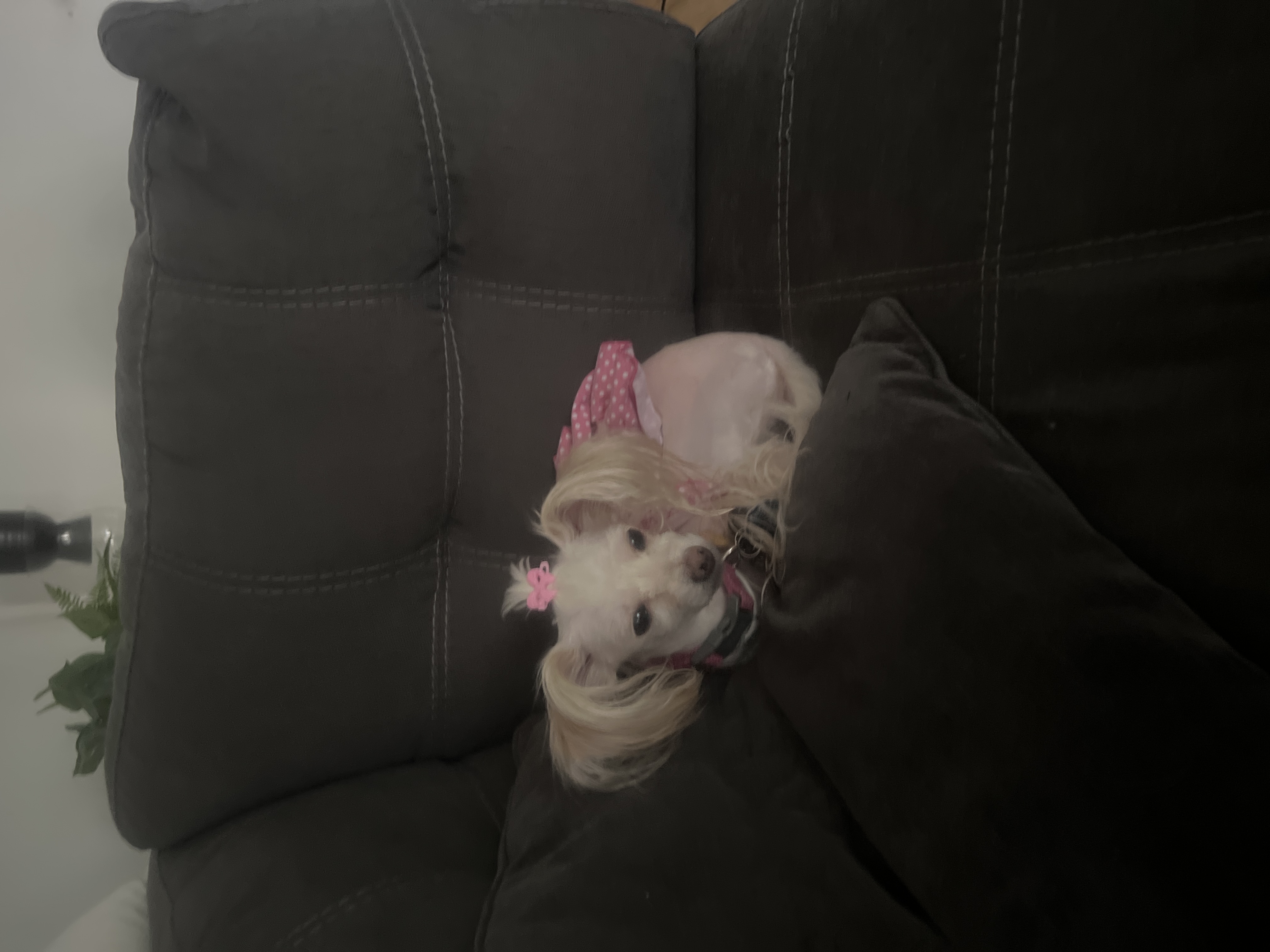 Bella