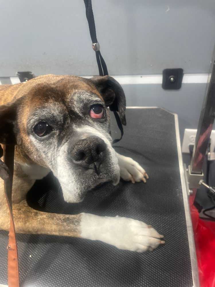 Bella