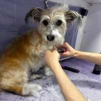 Dog Pet Photo