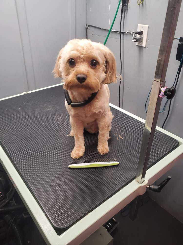 Dog Pet Photo
