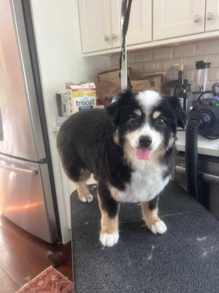 Cali
